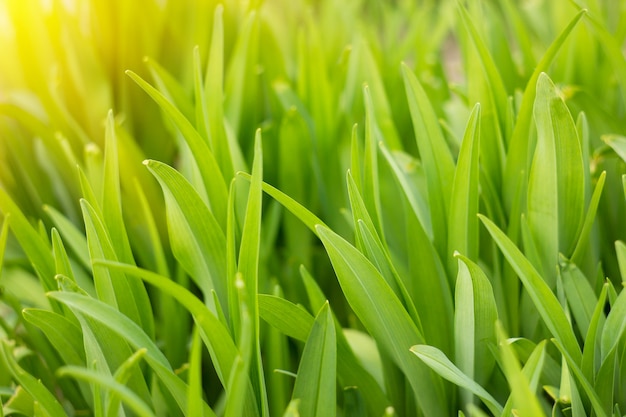 Groen gras met zonneschijn, natuurlijke achtergrond, de zomergras