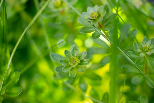 Groen gras na de regen in de buurt van de achtergrond