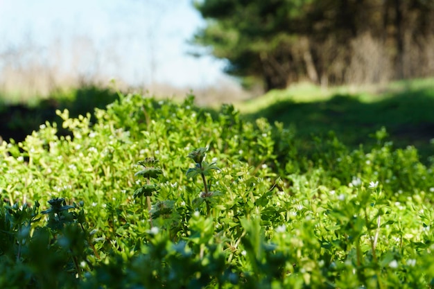 Groen gras natuurlijke kruid achtergrondstructuur Gazontuin met schoonheid bokeh