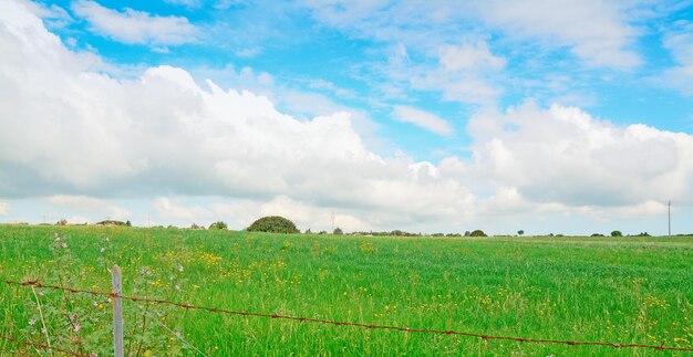 Groen gras onder een bewolkte hemel