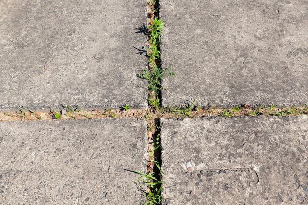 Groen gras ontsproten door gewapende betonnen platen