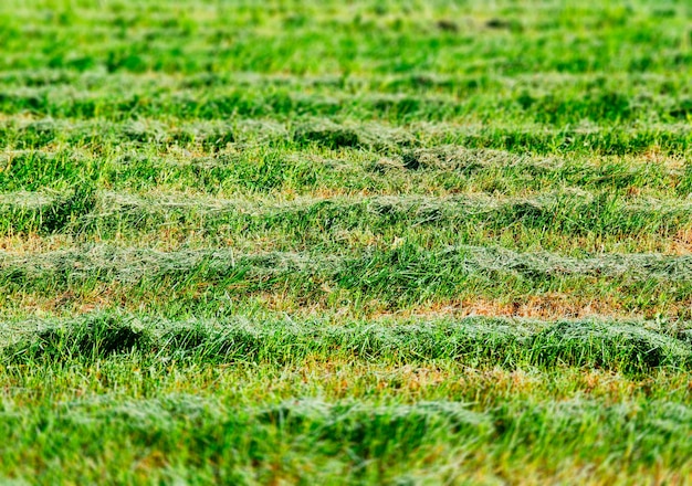 Groen gras op de achtergrond van het veldlandschap