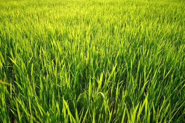 Groen gras op de zomer