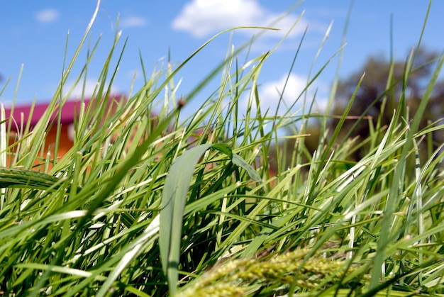 Groen gras op een achtergrond van de blauwe lucht met wolken