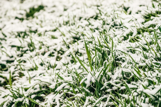 Groen gras op gazon, bedekt met witte sneeuw.