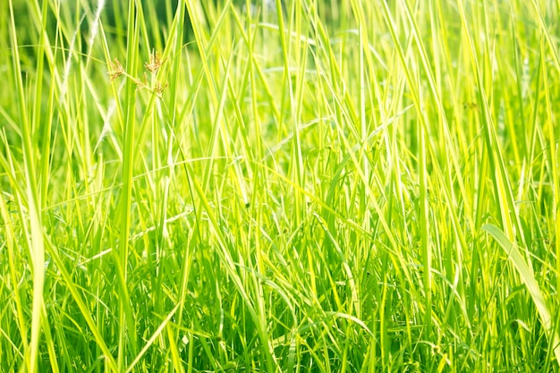 Groen gras op ooghoogte voor achtergrond- of grafisch ontwerp