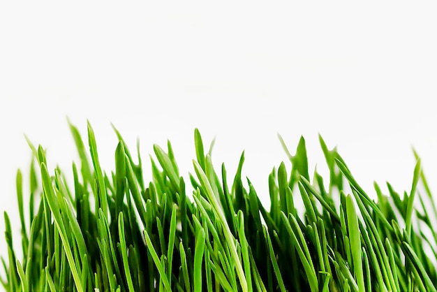 Groen gras op witte achtergrond isolate