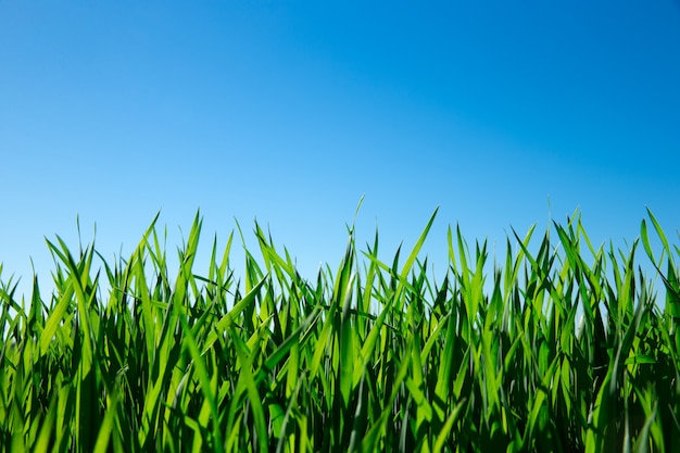 Groen gras tegen de blauwe hemel