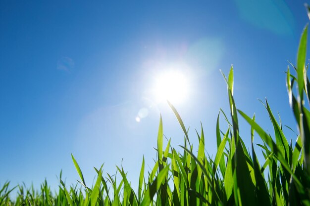 Groen gras tegen de blauwe hemel