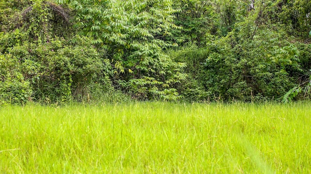 Groen gras tegen een achtergrond van bomen en struiken