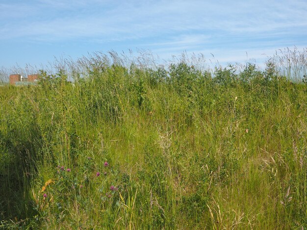 Groen gras textuur achtergrond