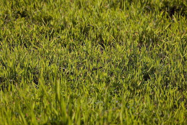 Groen gras textuur close-up