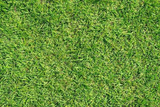 Groen gras textuur. Groene gazon tuin textuur achtergrond. Detailopname.