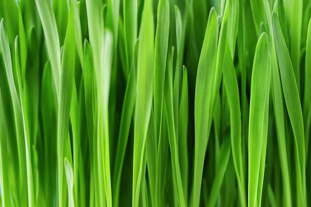 Groen gras textuur Lente natuur achtergrond