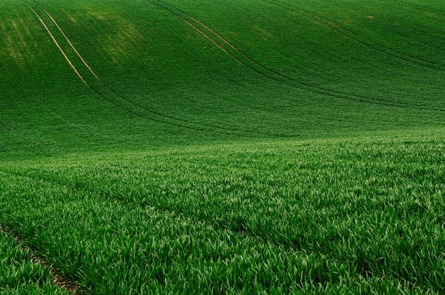 Groen gras veld achtergrond