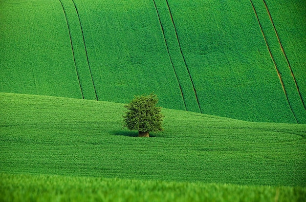 Groen gras veld achtergrond