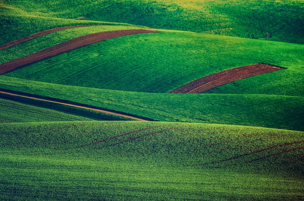 Groen gras veld achtergrond