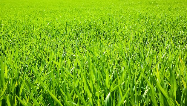 Groen gras veld natuur achtergrond