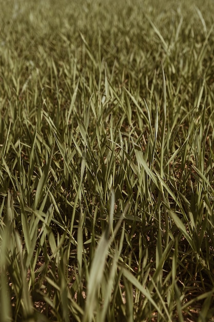 Groen gras veld patroon. Minimaal natuurlijk