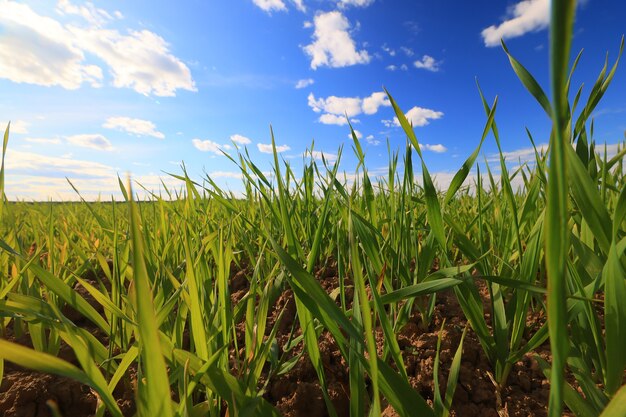 groen gras verse scheuten tarwe, groen gras veld zomer achtergrond