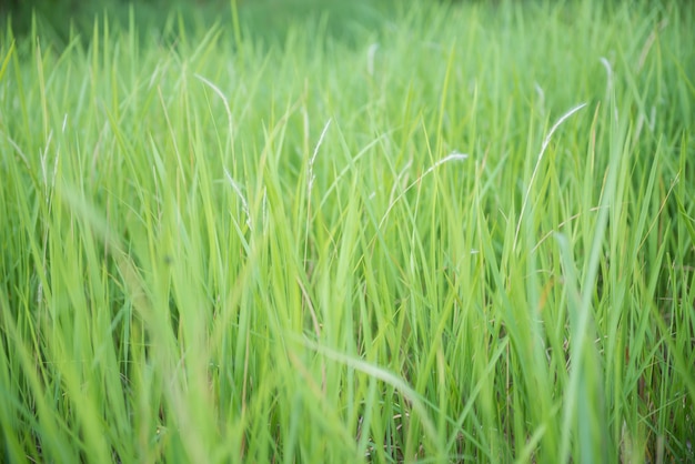 Foto groen gras voor achtergrond.