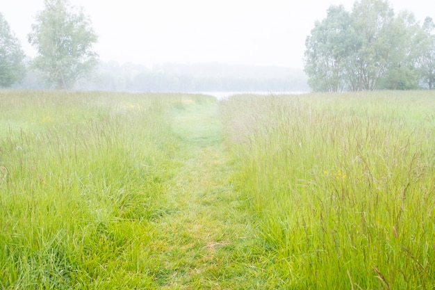 Groen gras weide in het voorjaar met een vijver in de verte in de ochtend mist