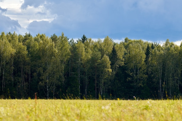 Groen gras, weide veld, bos achtergrond