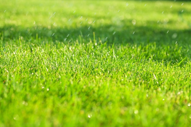 Groen gras zonnig veld