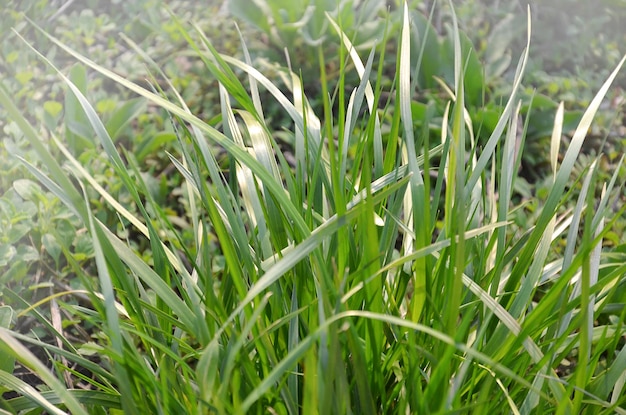 Foto groen gras