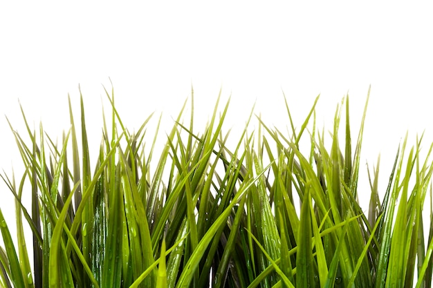 Groen gras