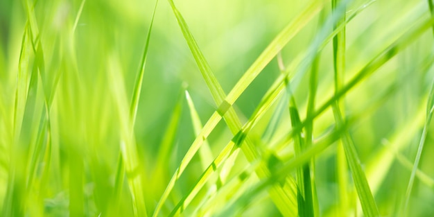 Groen grasblad in tuin met bokehachtergrond