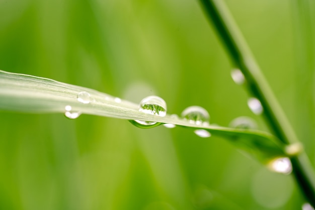 Groen grasblad met regendruppels close-up op onscherpe achtergrond