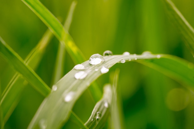 Groen grasblad met regendruppels close-up op onscherpe achtergrond