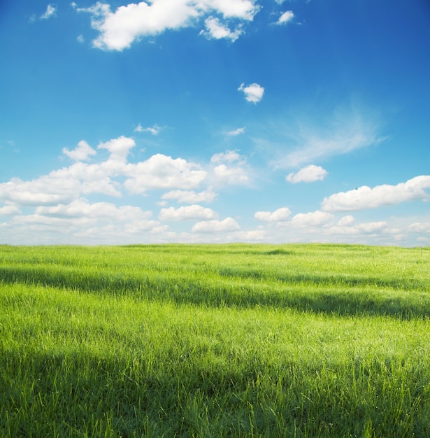 Groen grasland en witte wolken