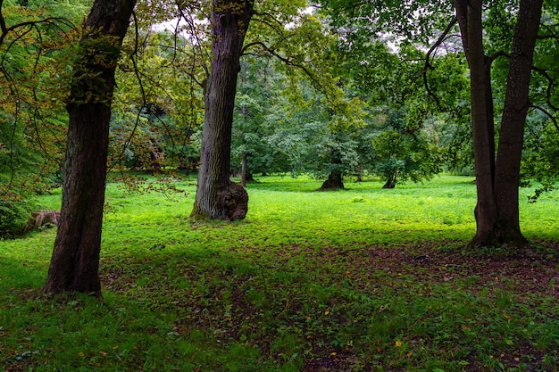 Groen graspark in de schaduw van hoge bomen en lange boomstammen.