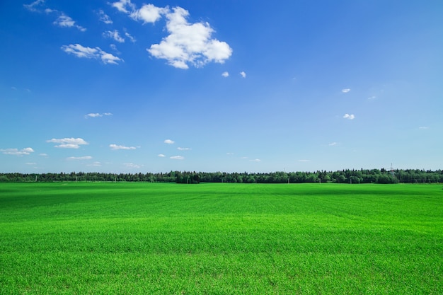 Groen grasveld en blauwe hemel. Heldere zonnige zomerdag. Idyllisch landschap.