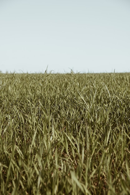 Groen grasveld en blauwe hemel