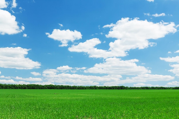 Groen grasveld en blauwe hemel