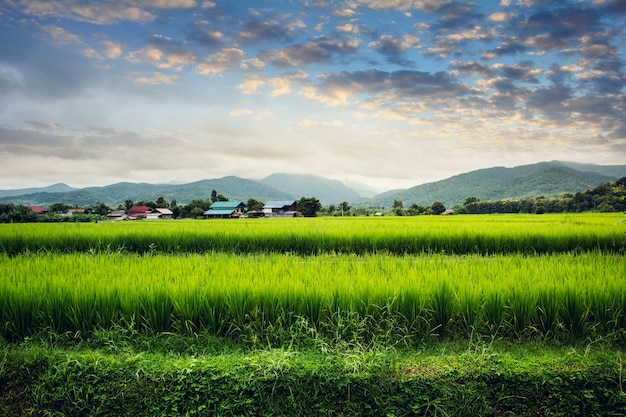 Foto groen grasveld en heldere blauwe hemel