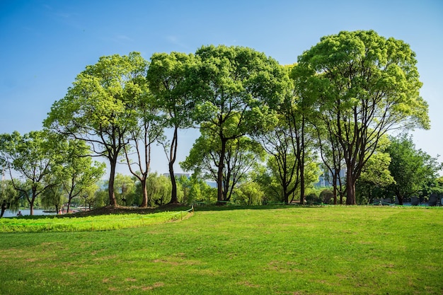 groen grasveld in groot stadspark