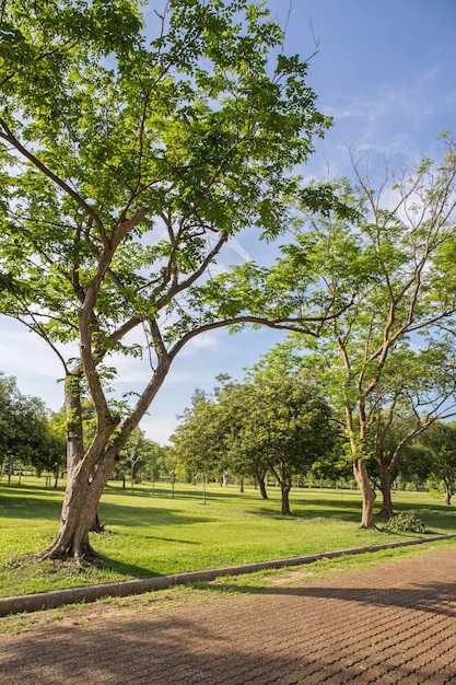 Foto groen grasveld in park