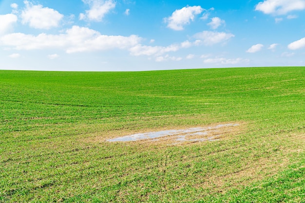 Groen grasveld op kleine heuvels Groen veld met plas en blauwe lucht Lente landbouwlandschap