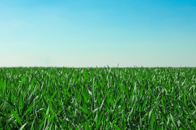 Groen grasveld, ruimte voor tekst. Prachtig lentegroen