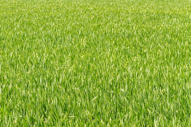 Foto groen groeiveld van tarwe of maïs in het verenigd koninkrijk