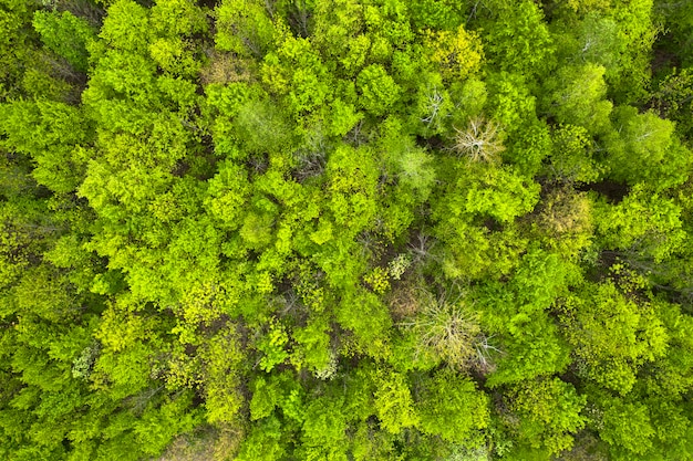 Groen herfst- of lentebos. Uitzicht vanaf de drone, een prachtig zomers landschap. Natuurlijke abstracte achtergrond