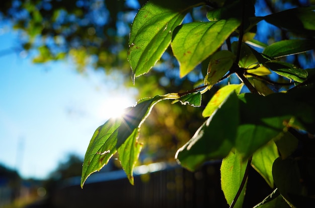 Groen herfstgebladerte verlicht door de zon