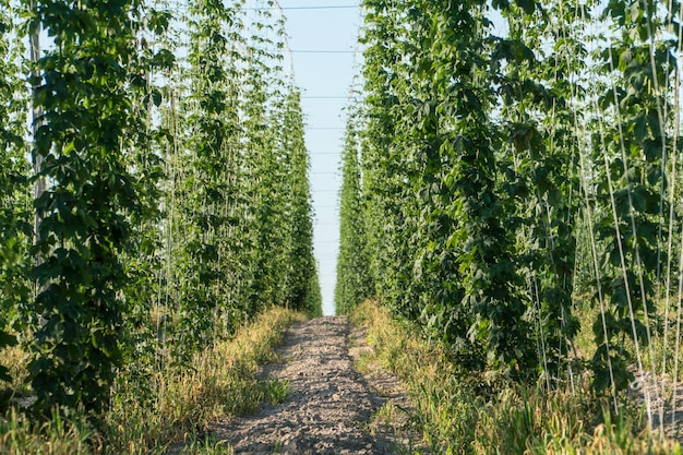 Groen hopveld Landbouwindustrie en bierproductieconcept