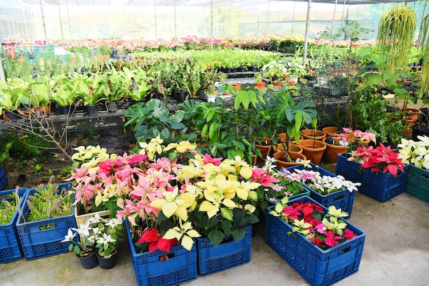 Groen huis met verschillende soorten planten op potachtergrond, kwekerijbloem en plantengroei voor decoratie in de tuin