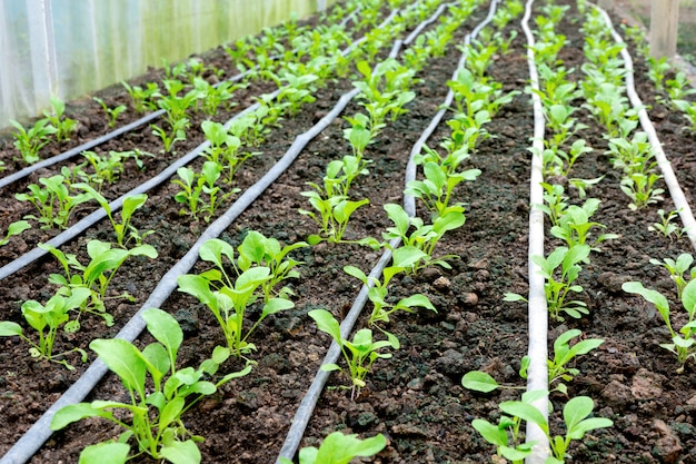 Groen huis van jonge groenten in de grond