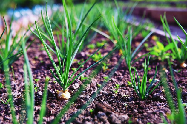 Groen in een kas verse groenten in de lente op de bedden jonge spruiten van zaailingen in de tuin